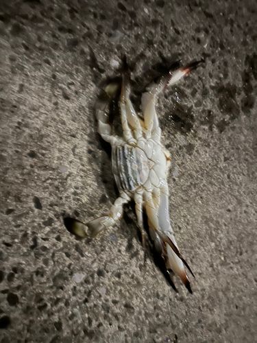 常滑りんくう釣り護岸