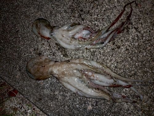 タコの釣果