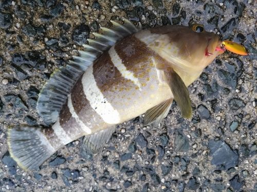 アオハタの釣果