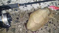 コウイカの釣果