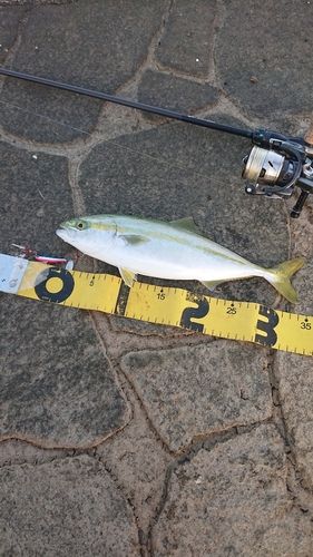 コゾクラの釣果