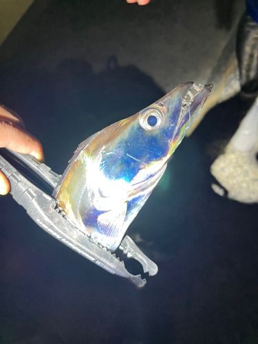 タチウオの釣果