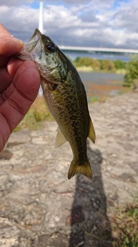 ラージマウスバスの釣果