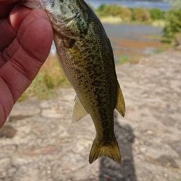 ラージマウスバス