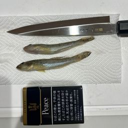 ハゼ