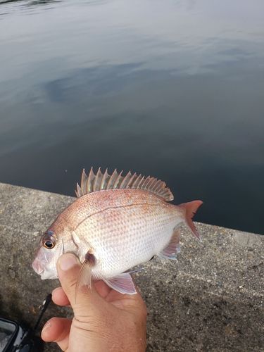 的矢湾
