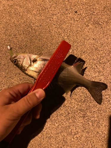 セイゴ（マルスズキ）の釣果