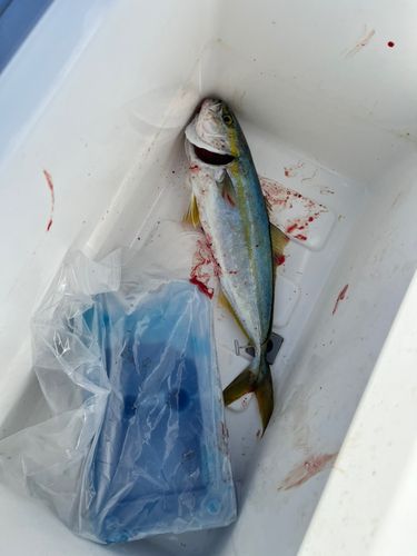 ワカシの釣果