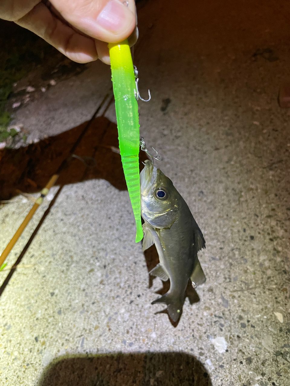 セイゴ（マルスズキ）