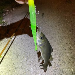 セイゴ（マルスズキ）