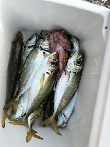 マアジの釣果