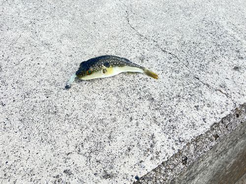 クサフグの釣果