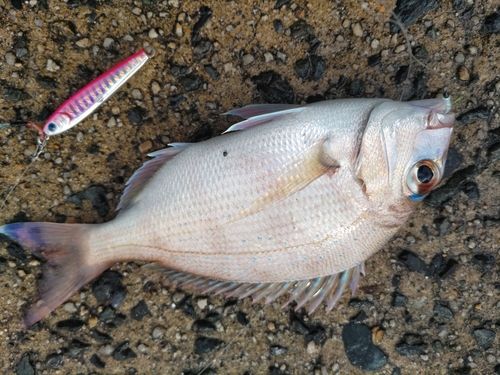 マダイの釣果