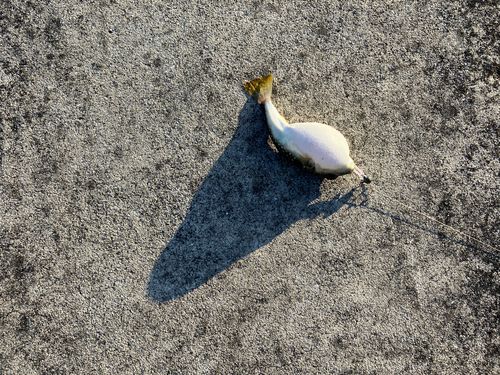クサフグの釣果