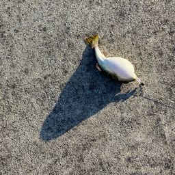 クサフグ