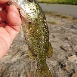 ラージマウスバス