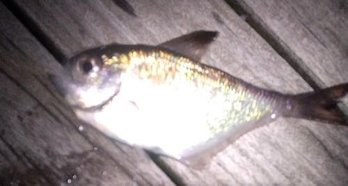 ハタンポの釣果