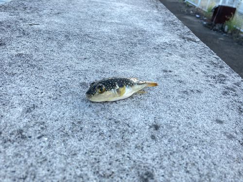 クサフグの釣果