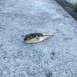 クサフグ