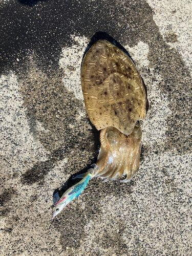 コウイカの釣果
