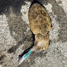 コウイカ