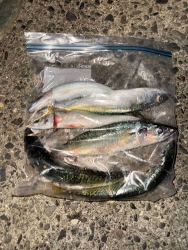 サバの釣果