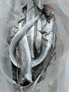タチウオの釣果