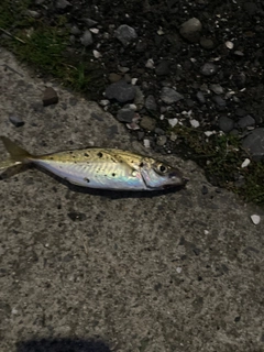 マアジの釣果
