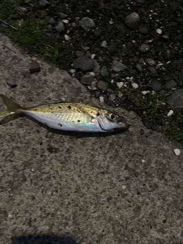 石巻湾