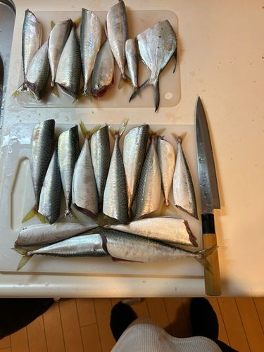 サバの釣果