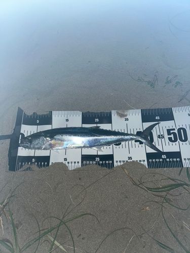 サゴシの釣果