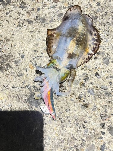 アオリイカの釣果