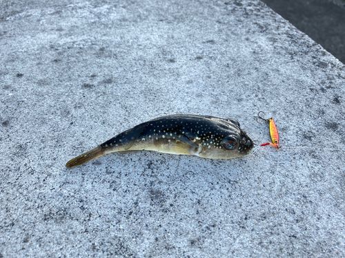 クサフグの釣果