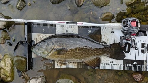 スモールマウスバスの釣果