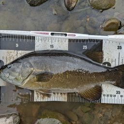 スモールマウスバス