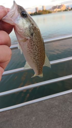 ラージマウスバスの釣果