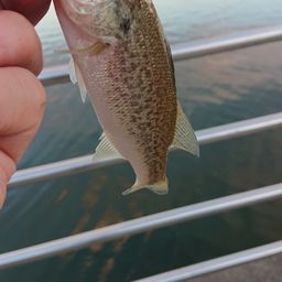 ラージマウスバス