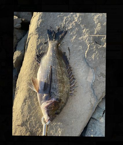 チヌの釣果