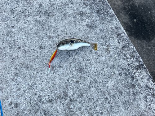 クサフグの釣果