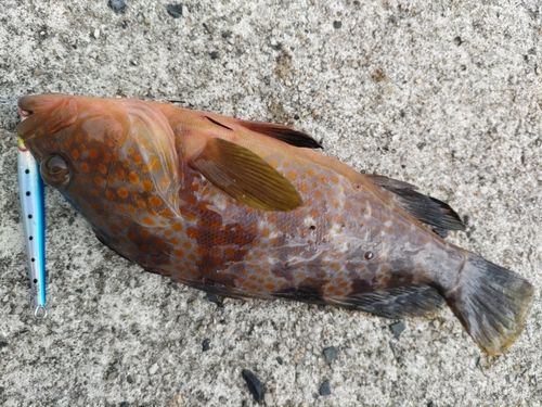 アコウの釣果