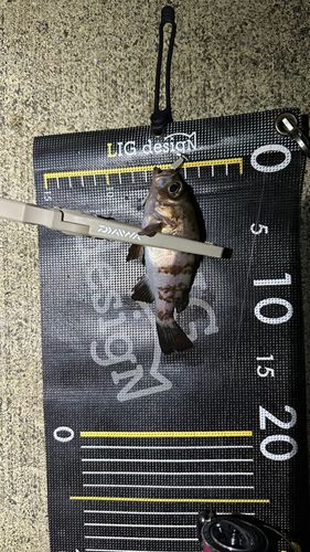 メバルの釣果