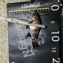 メバル