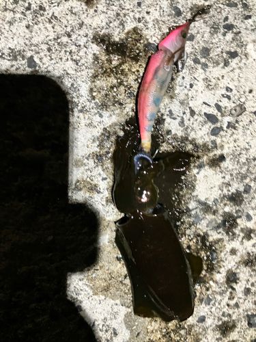 アオリイカの釣果