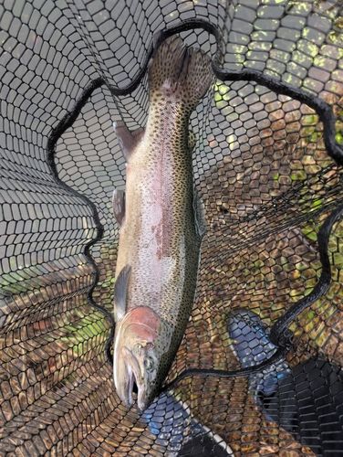 ニジマスの釣果