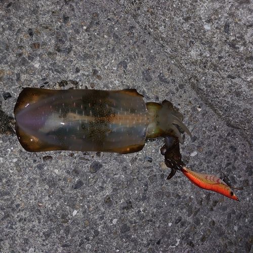 アオリイカの釣果