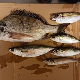 アジ