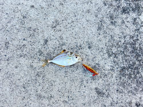 ヒイラギの釣果