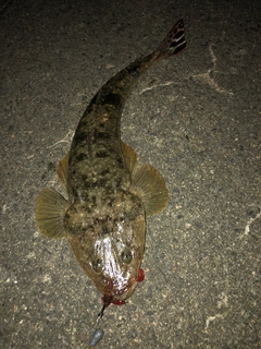 マゴチの釣果