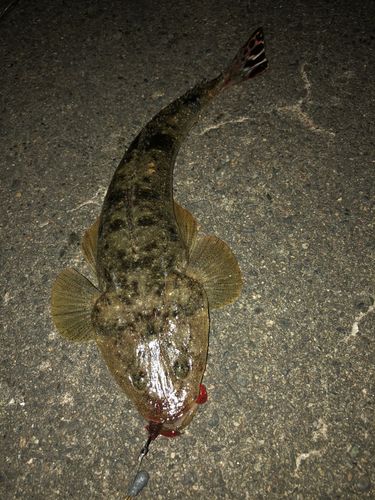 マゴチの釣果