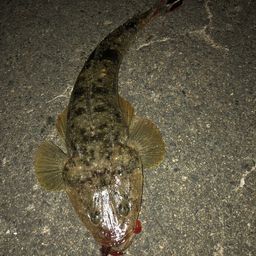 マゴチ